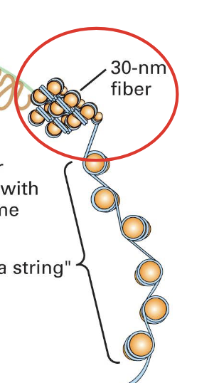 <ul><li><p><strong>nucleoprotein complex </strong>DNA exists as during interphase</p></li><li><p>is <strong>DNA</strong> + <strong>proteins</strong></p></li><li><p><strong>equal mass ratio</strong> of protein and DNA</p><ul><li><p>can be isolated with an isotonic buffer ( preserves natural structure because has the same salt concentration as the cell’s interior) to be studied</p></li><li><p>when we remove the salt we see the “beads on a string” structure of the nucleosomes </p><ul><li><p>this is when the <em>chromatin is extended </em></p></li><li><p>=&gt; even in its loose state the genetic material is still a highly organized DNA protein</p></li></ul></li></ul></li><li><p>when it is <em>condensed</em> is is about 30nm and fiber)like</p></li></ul><p></p>