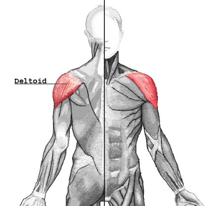 <p>Deltoid muscle </p>
