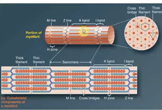 <p>Lighter area in the middle of the A Band where thin filaments do not overlap </p><p>this lies in the center of thick filaments (A bands)</p><p>M line runs down the middle of it</p>