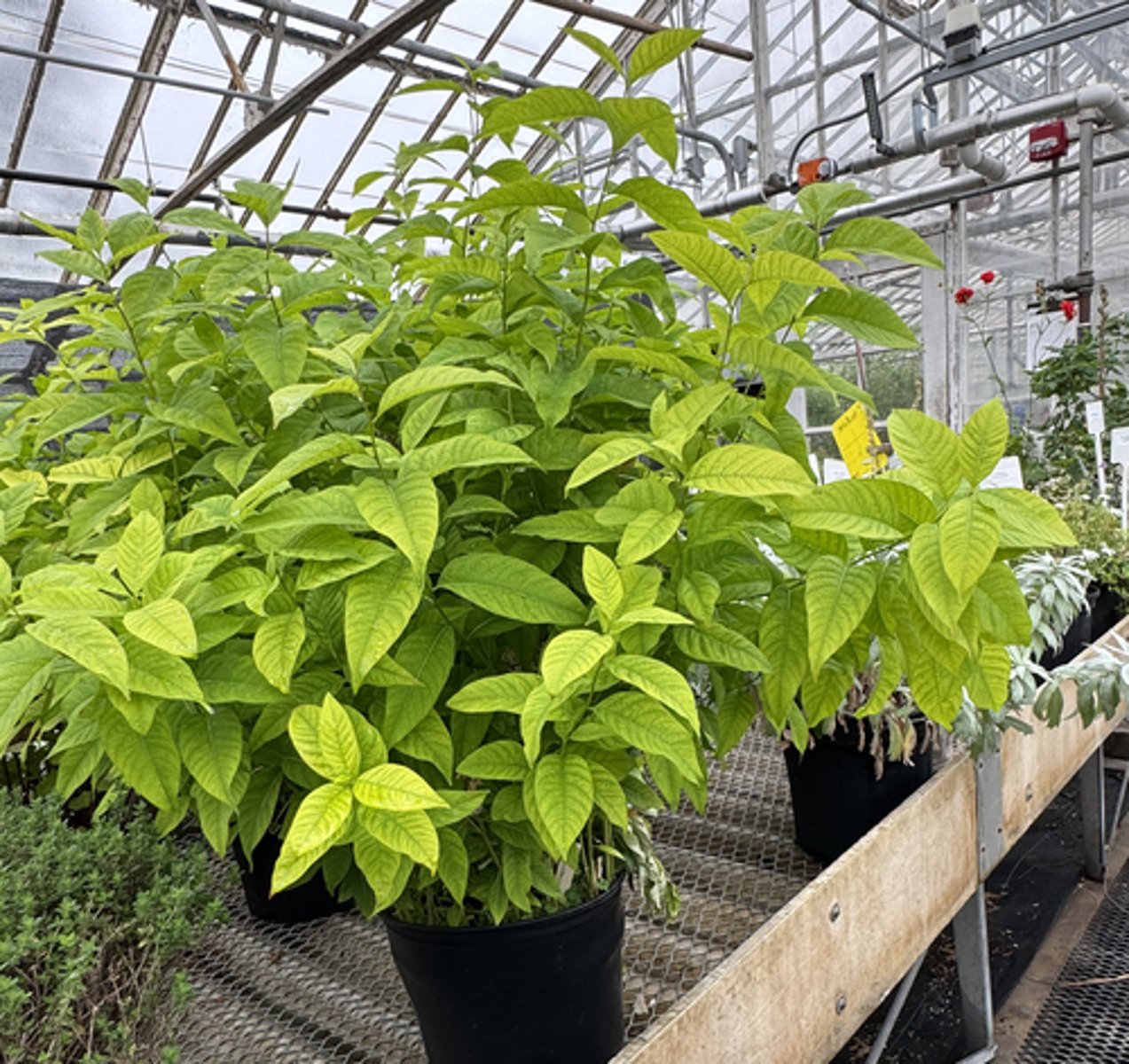 <p>What is the common name for this plant?</p>