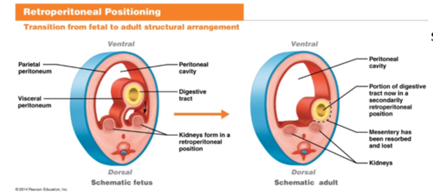 <p>Organs being pushed posteriorly (dorsal) during peritoneal development from a fetus to an adult</p>