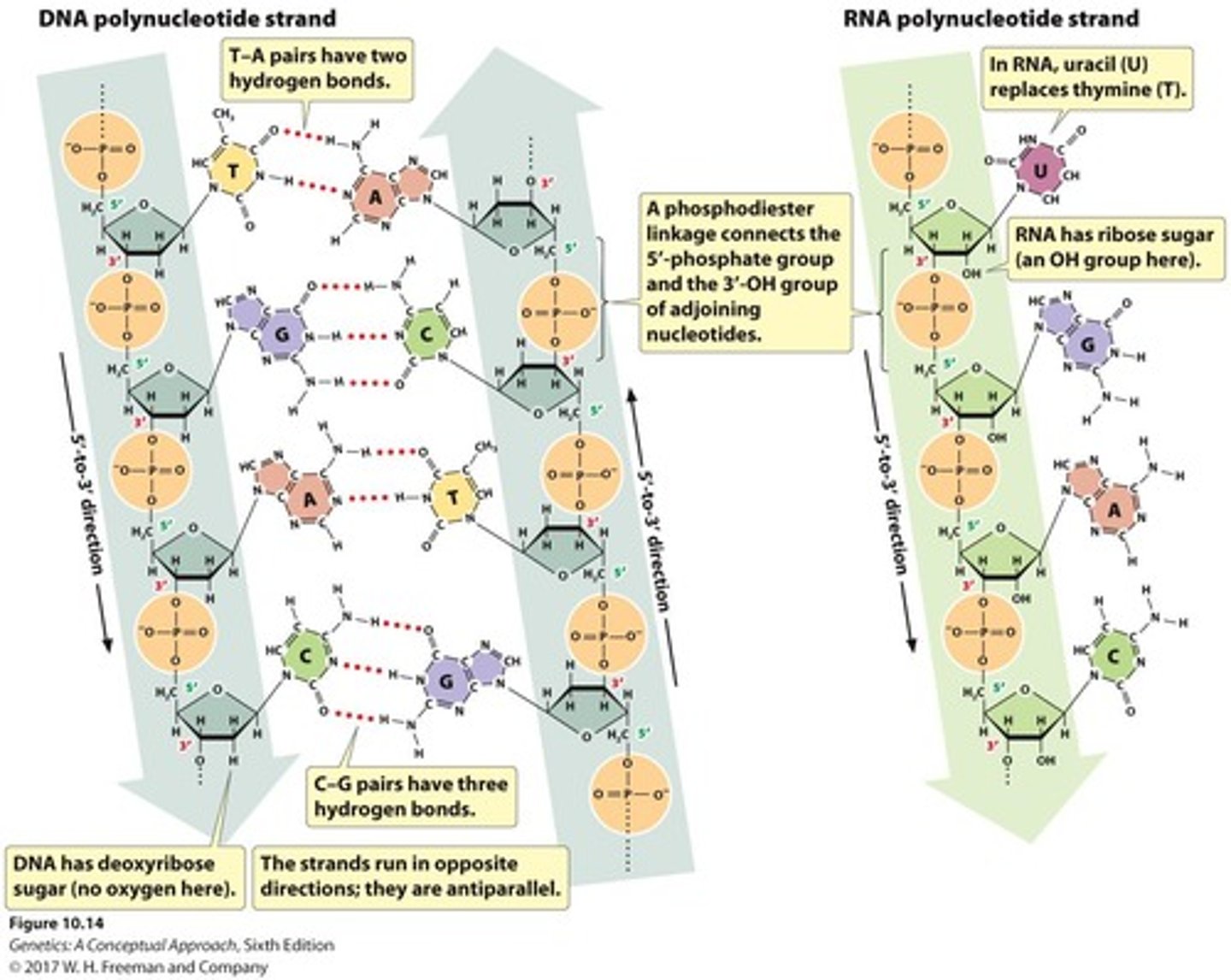 <p>DNA contains deoxyribose, while RNA contains ribose.</p>