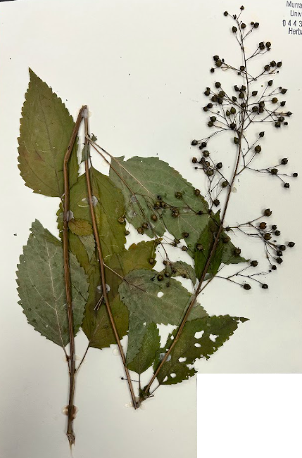 <p>Family + Genus?</p>