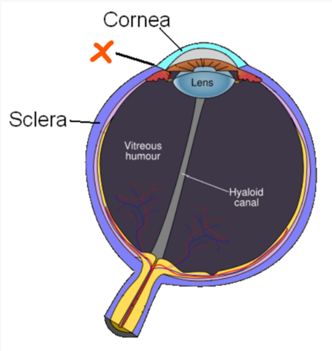 <p>What is the name of the line that divides the cornea and the sclera, at the X?</p>