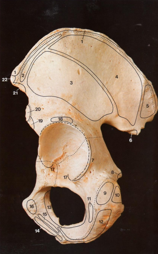 <p>12</p>