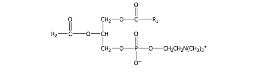 <p><span>For the lipid below, select all of the structural and functional classes to which it belongs:</span></p>
