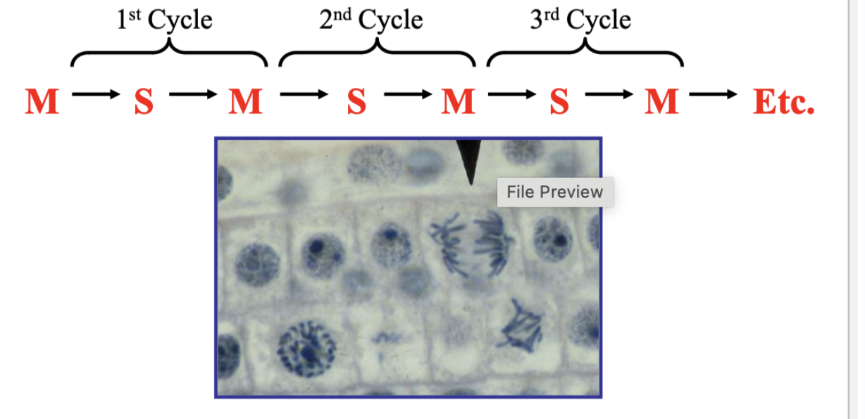 <p>Successful cell division requires:</p><p>(1) DNA replication —&gt; S phase (needs its full complement of DNA to replicate)</p><p>(2) Division of the DNA AND the cytoplasm —&gt; M phase = Mitosis + Cytokinesis</p>