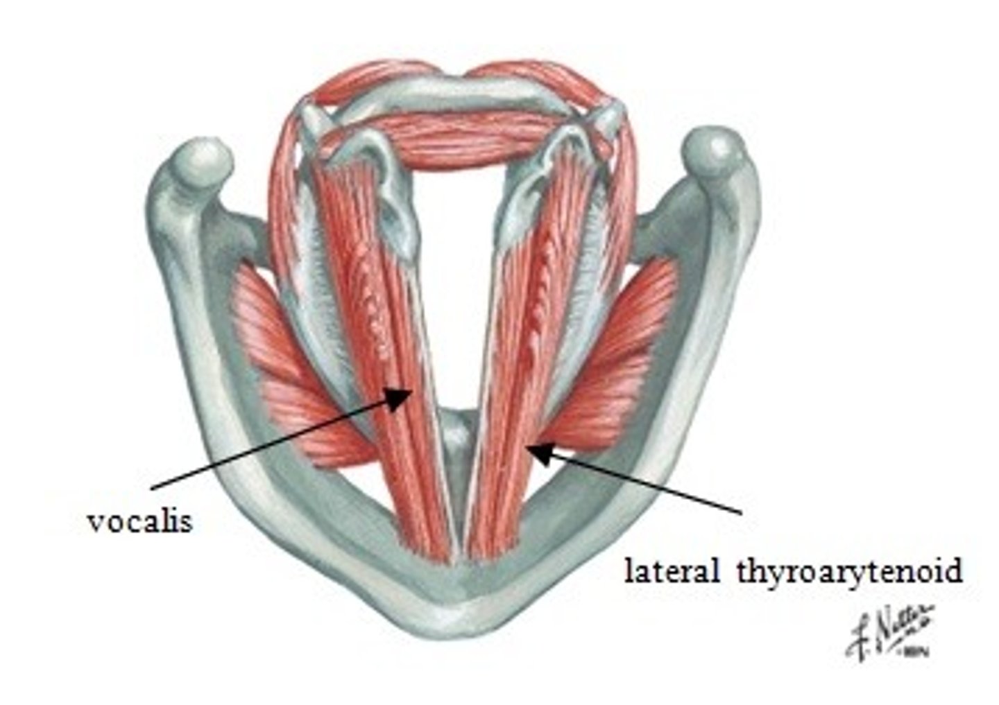 <p>Inferior Laryngeal Nerve Branch off of Recurrent Laryngeal Nerve (CN X)</p><p>Relaxes posterior vocal ligament</p>