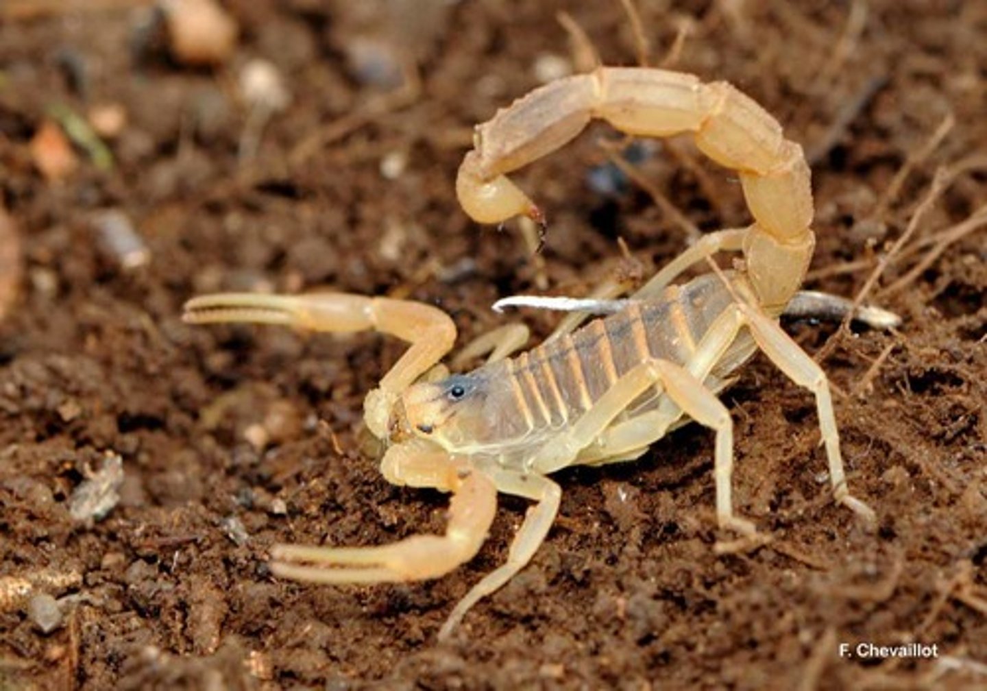 <p>schorpioenen</p>