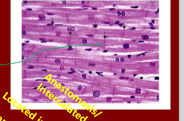 <p>Cardiac Muscle</p>