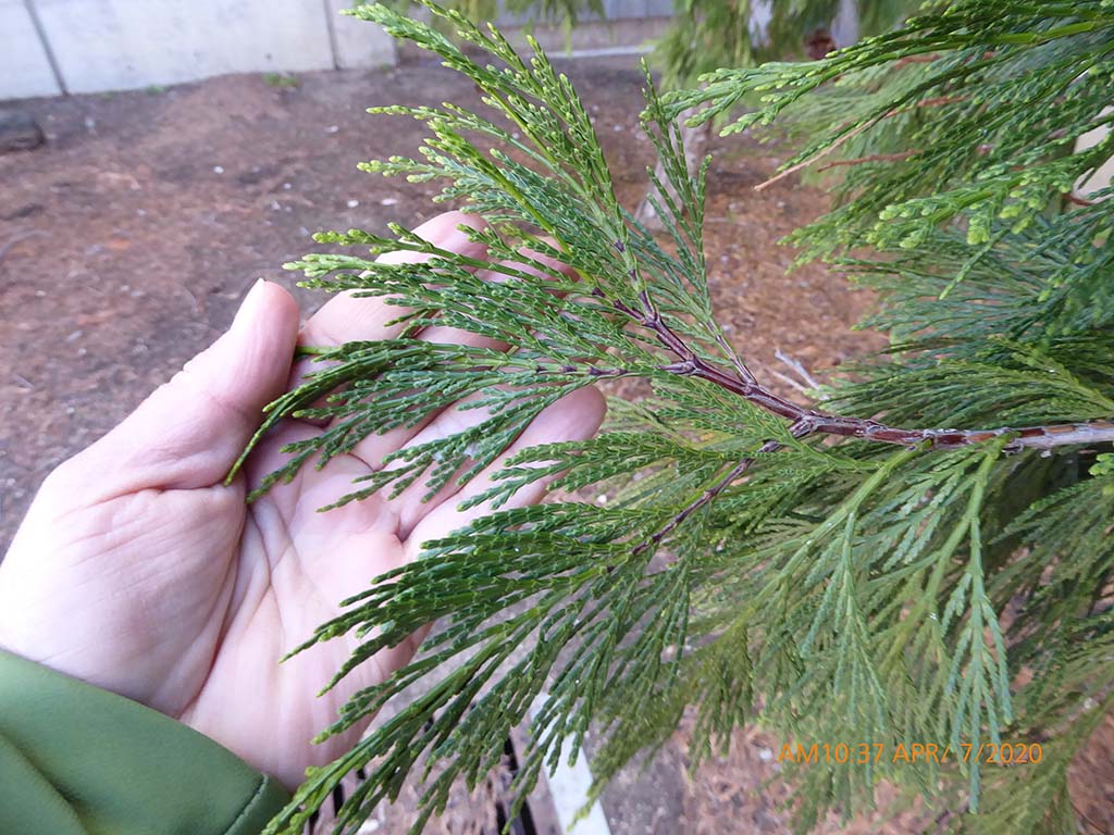 <p>incense cedar</p>