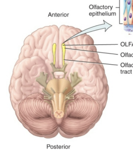 <p><span style="background-color: transparent;"><strong><span>Cranial Nerve I (Olfactory)</span></strong></span></p>