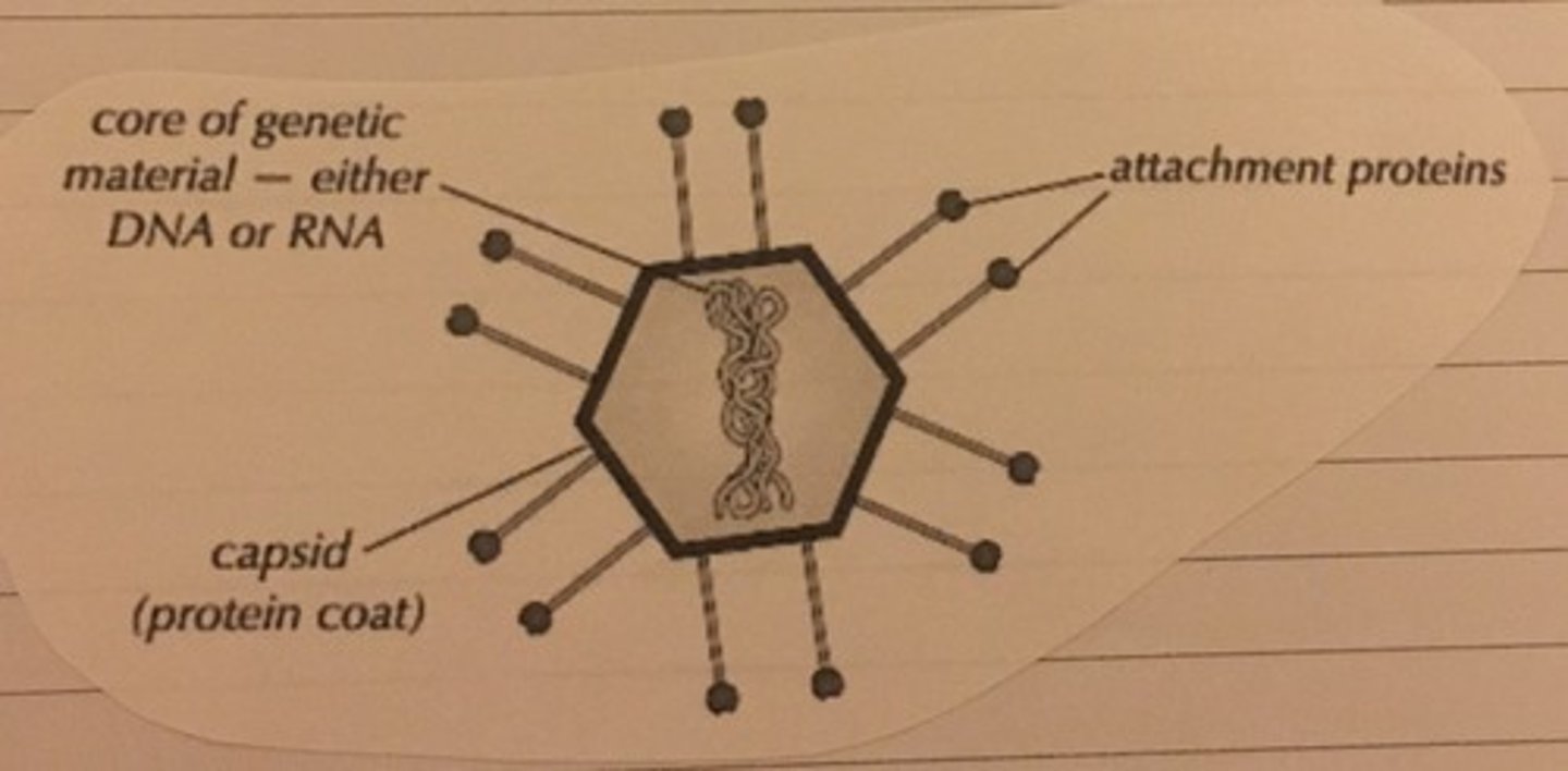<p>All viruses contain nucleic acid, either DNA or RNA, and a protein coat (capsid), which encases the nucleic acid as well as attachment proteins, which let the virus cling onto a host cell</p>