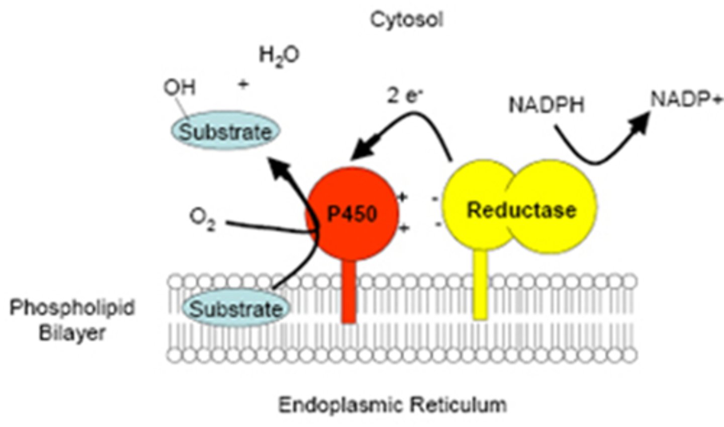 <p>Cytochrome P450</p>