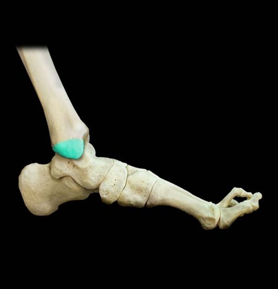 <p>A rounded bony projection on the tibia and fibula on the sides of each ankle joint.</p>