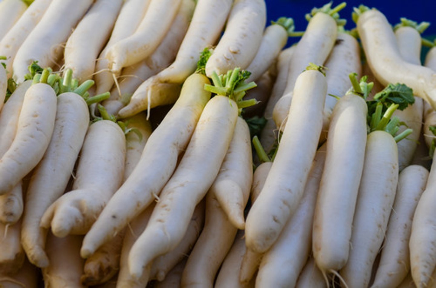 <p>Mooli (Mula)</p>