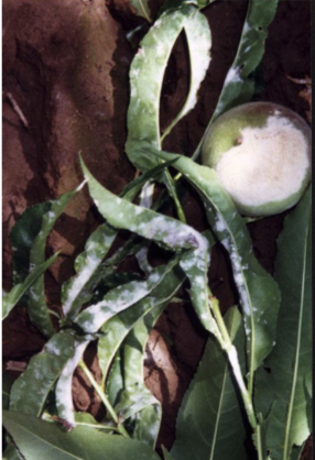 What is this injury called?