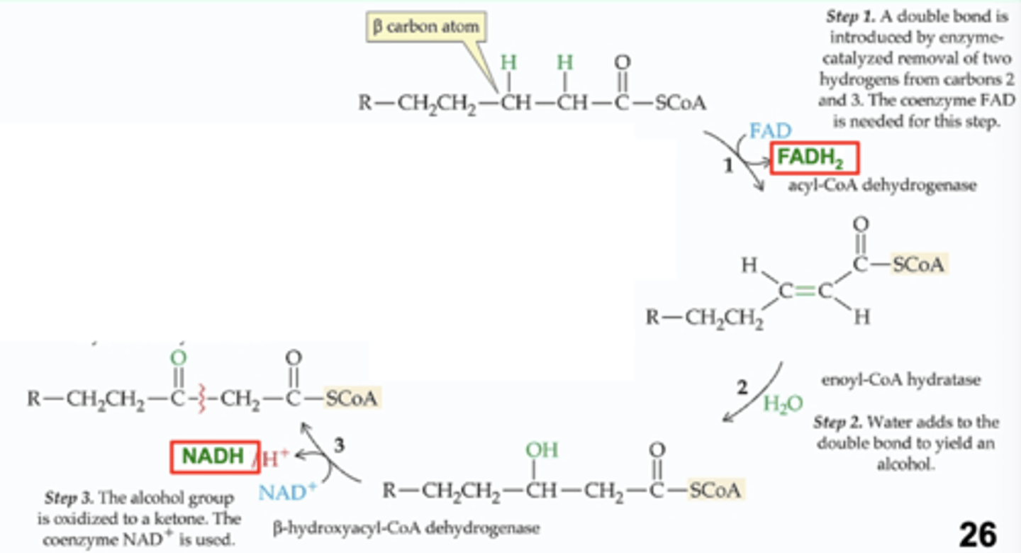 <p>alcohol group is oxidized to a ketone</p><p>the coenzyme NAD+ is used</p>