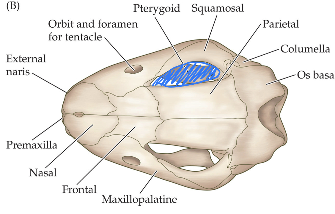 skull with temporal region openings