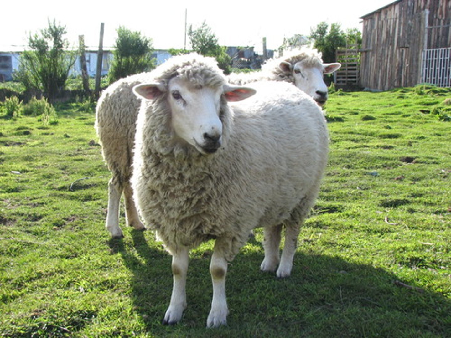 <p>lamb</p>