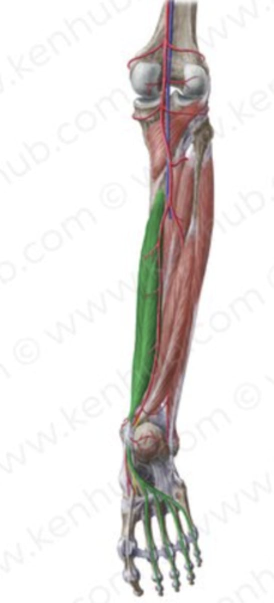 knowt flashcard image