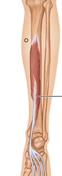 <p>Muscle not on fibula</p>