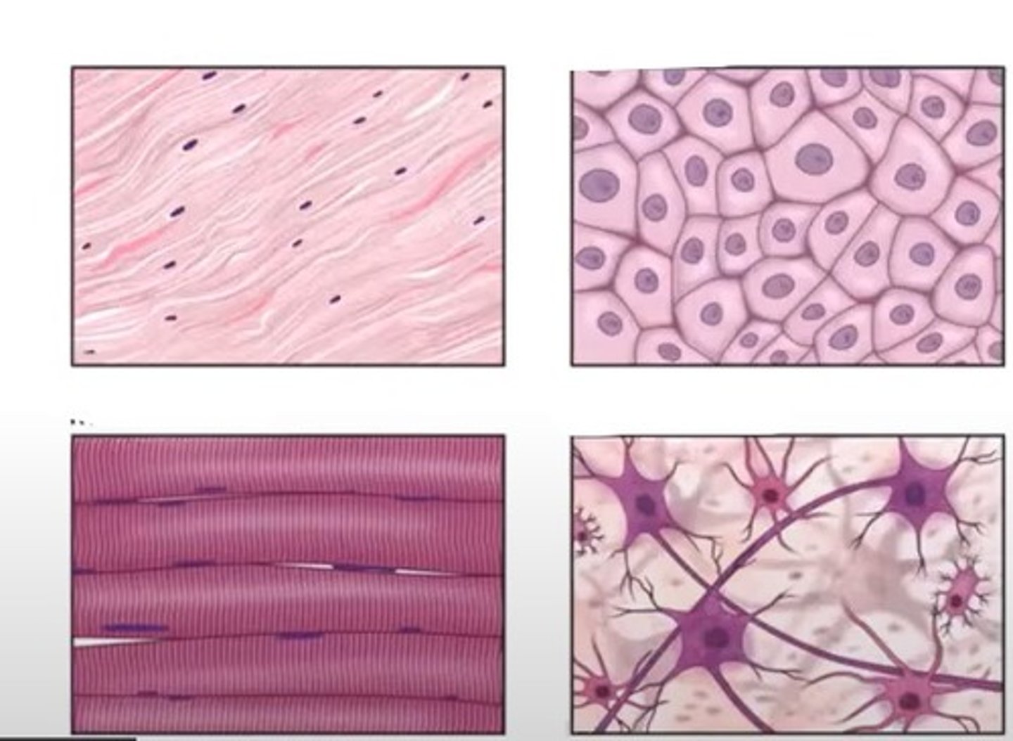 <p>what are the 4 types of tissue</p>