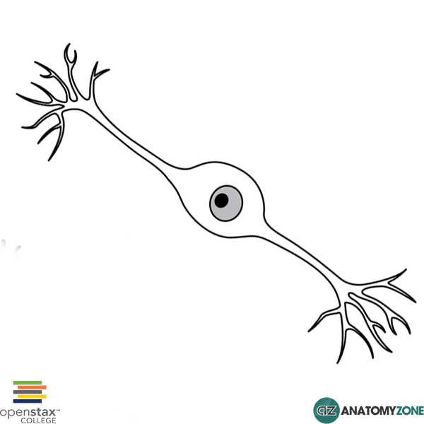 <p>bipolar neurons are found in this type of neuron: </p>