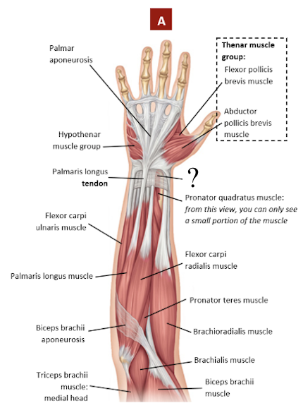 <p>wristband-like sheet where most tendons of the anterior forearm muscles pass under except for the tendon of the palmaris longus muscle that passes over it </p><ul><li><p>stabilizes the tendons and carpal region on the flexor side</p></li></ul><p></p>