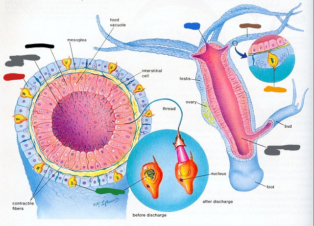 <p>On this hydra model, what is the blue label called?</p>