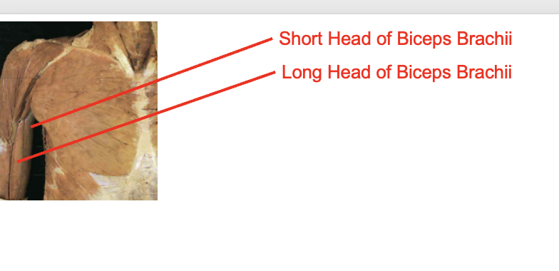 <ul><li><p>short head of bicepts brachii</p></li><li><p>long head of biceps brachii</p></li></ul><p></p><p>Origin</p><ul><li><p>short head- coracoid process</p></li><li><p>long head- supralenoid tubercle</p></li></ul><p>Insertion</p><ul><li><p>tendon- radial tuberosity</p></li><li><p>bicept aponeurosis- antebrachilal fascia medial side)</p></li></ul><p></p><img src="https://knowt-user-attachments.s3.amazonaws.com/e27550df-6ad1-4c45-bbdd-9cabf2a8f280.png" data-width="100%" data-align="center"><p></p>