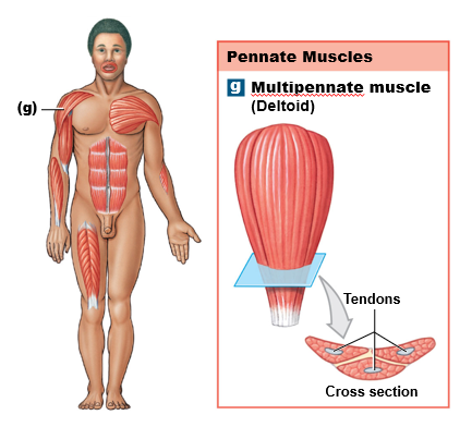 <p>pennate muscles</p><p></p>