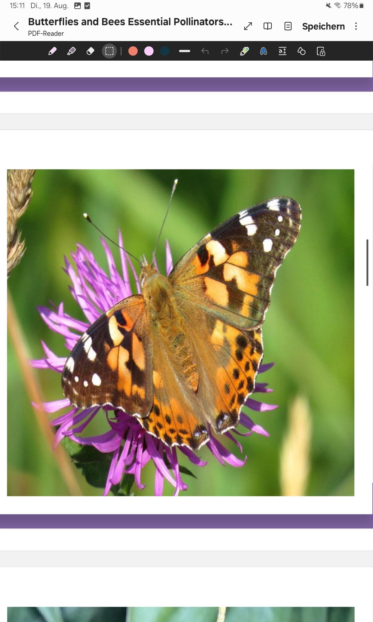 <p>Painted Lady </p>