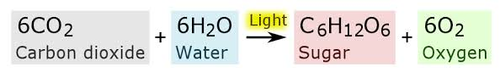 <p>6CO2 + 6H2O --&gt; light energy --&gt; C6H12O6 + 6O2</p>