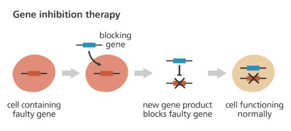 <p>Inactivate a mutated gene that is functioning improperly </p>