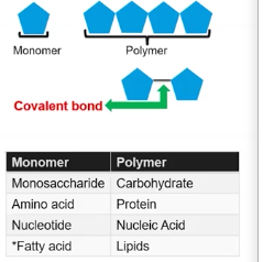 <p>It is a small molecule that serves as a “building block” that can chemically bond with other identical or similar small molecules to form a much large molecule called a polymer. </p><p>Some examples of monomer would be a Monosaccharides that would form carbohydrate polymers, a nucleotide that would form a nucleic acid polymer, or a amino acid that would form a protein polymer, however lipids don't have a specific monomer. </p>