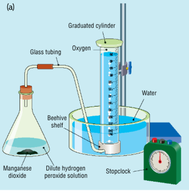 <ul><li><p>dilute hydrogen peroxide is placed in a conical flask</p></li><li><p>the delivery tube is connected to an inverted graduate cylinder filled with water in a basin of water</p></li><li><p>a small amount (a tip of a spatula) of manganese dioxide is added to the conical flask</p></li><li><p>the stopper is inserted quickly and the stopwatch is started and the solution is swirled</p></li><li><p>the volume of gas produced is measured at regular intervals</p></li><li><p>the results are graphed </p></li></ul><p></p>