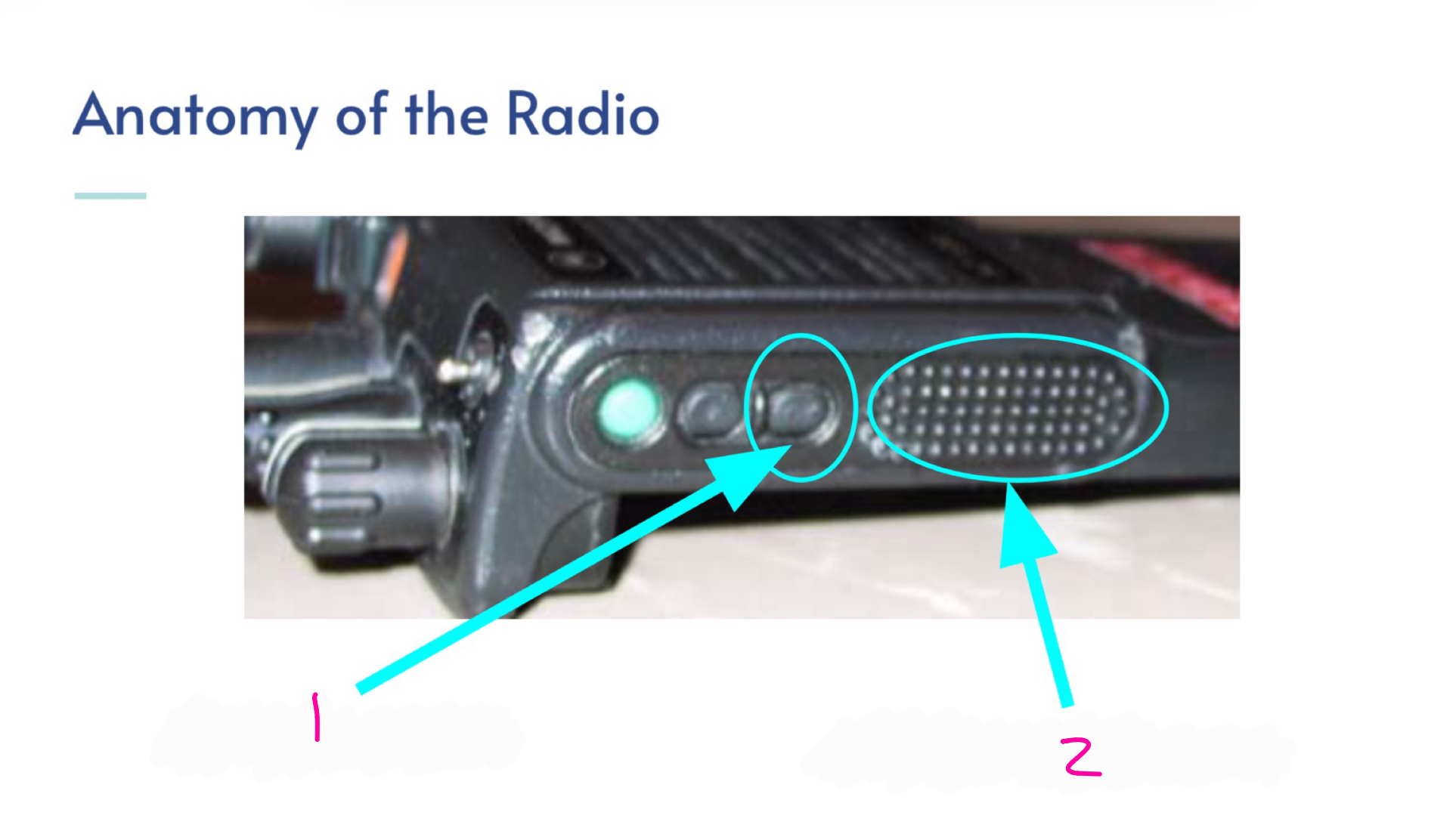 <p>radio anatomy</p>