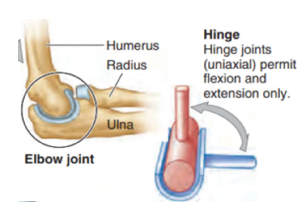 <ul><li><p>Surface convexe sur concave</p></li><li><p>Permet un axe unique: flexion-extension</p></li><li><p>Exemples</p><ul><li><p>Coude</p></li></ul></li></ul><p></p>