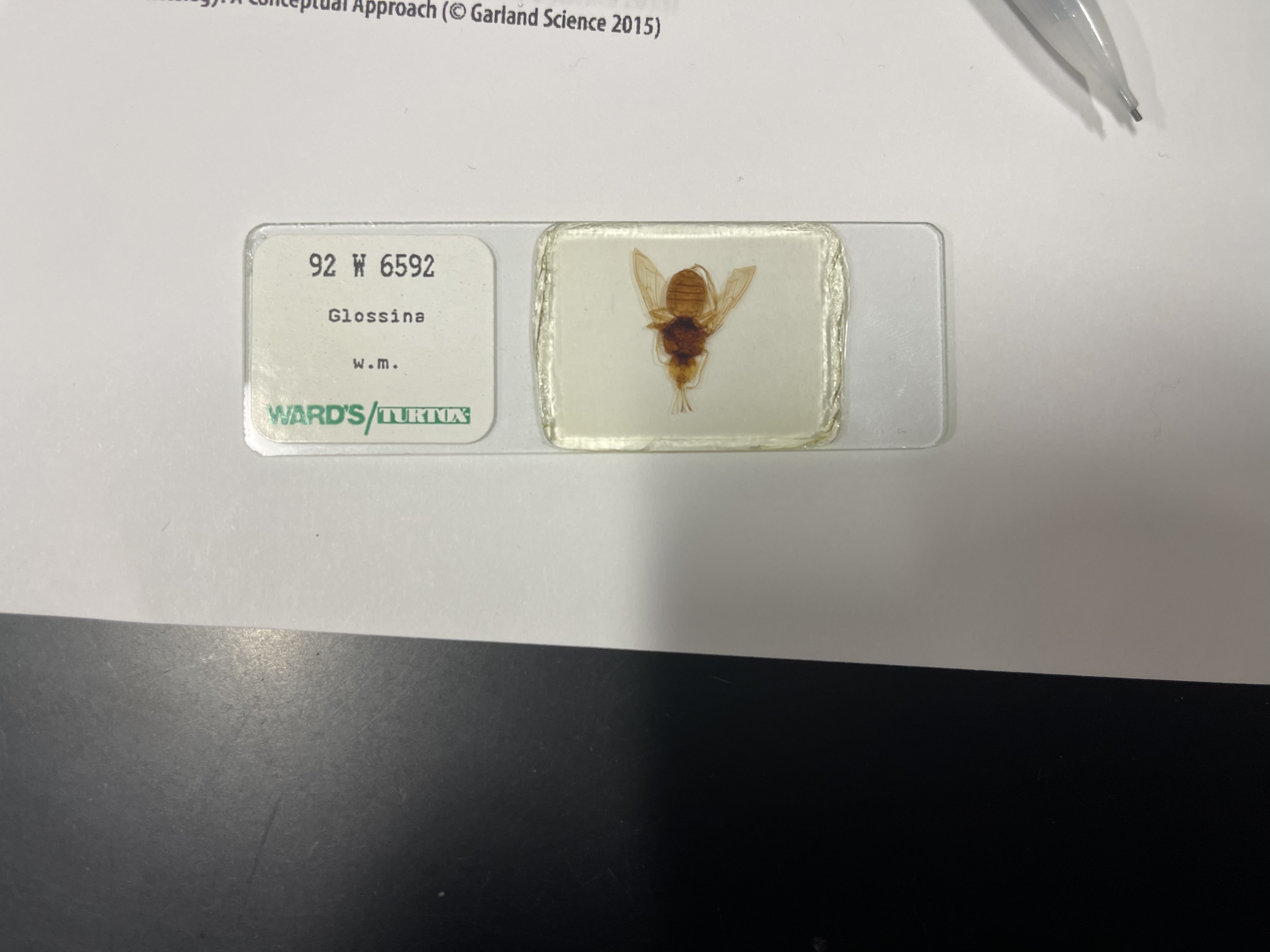 <ul><li><p>vector of T. brucei </p></li></ul>