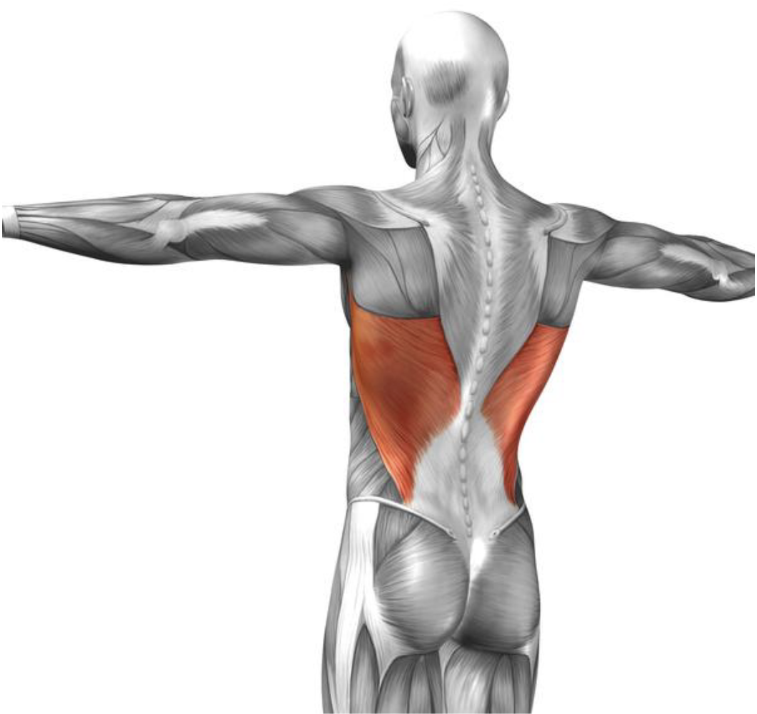 <ul><li><p>Extending, adducting and rotating the arm</p></li><li><p>Pull ups and chin ups</p></li></ul><p></p>