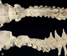 <p>Cause of this toxic osteodystrophy in a cat. Explain the pathogenesis and gross and histo appearance. </p>