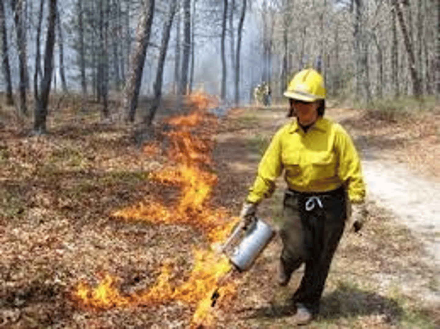 <p>A method by which forests are set on fire under controlled conditions in order to reduce the occurrence of natural fires.</p>