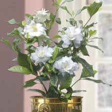 <p><span>Gardenia jasminoides ‘Fortuniana’ / Common Gardenia</span></p>