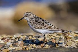 <p><span><span>Calidris bairdii </span></span></p>