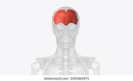 <img src="blob:null/8d093c7e-61df-42a1-958c-003dffafe711"><p>What muscle is highlighted?</p>