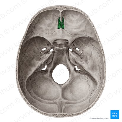 <p>Anterior position of cranium; roof of nasal cavity</p>