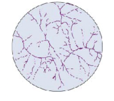 <p>Filamentous branching rods </p>