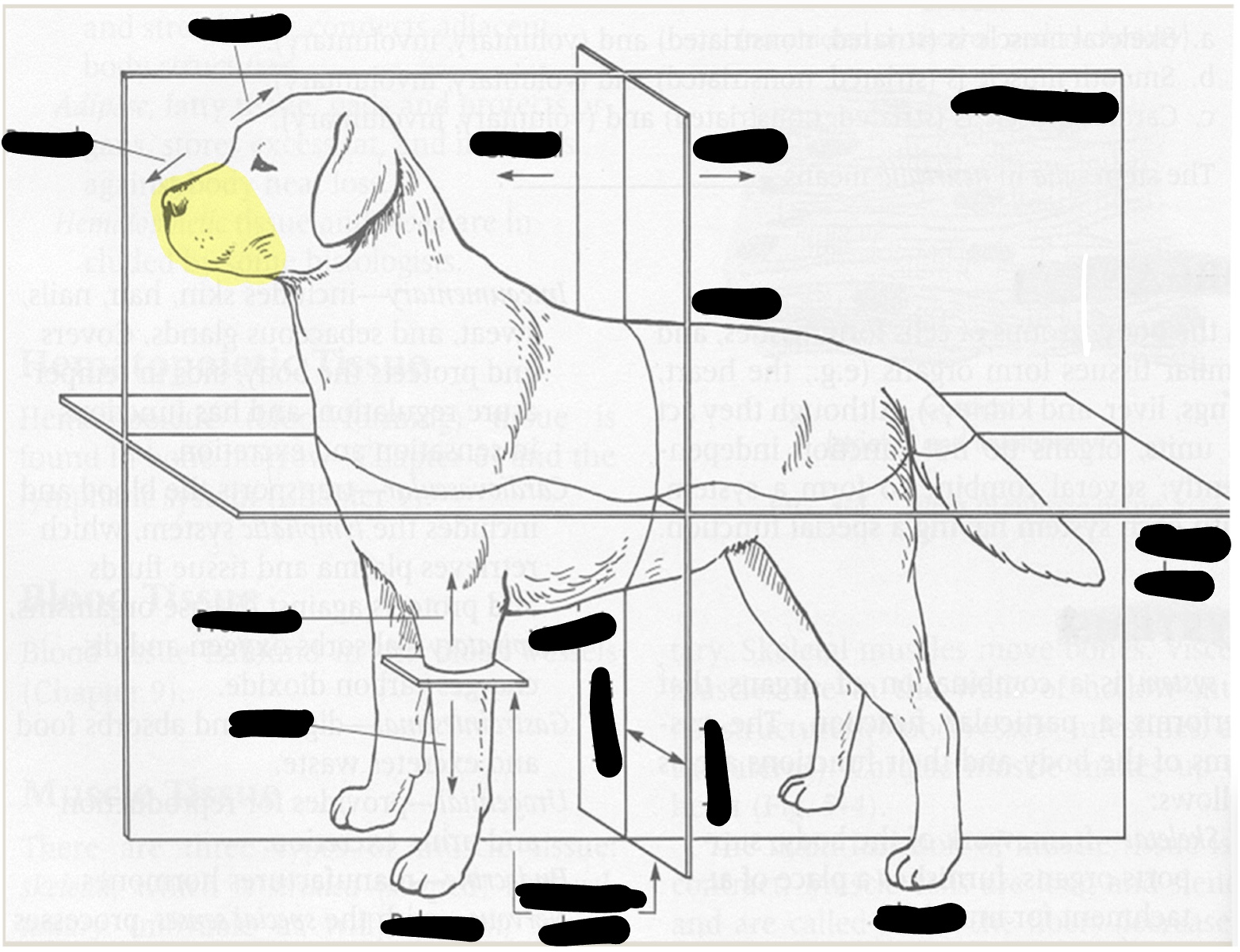 <p>within head/toward nose</p>