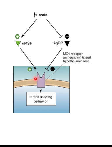 <p> Feeding behaviour is controlled by competition at the MC4 receptor.</p><p>	•	Anorexigenic and orexigenic signals converge on this single receptor.</p><p></p><p>MC4 receptor (MC4R)</p><p>	•	Located on hypothalamic neurons (especially in PVN/LH pathways).</p><p>	•	When activated → feeding is inhibited.</p><p></p><p>α-MSH (anorexigenic signal)</p><p>	•	Produced from POMC neurons in the arcuate nucleus.</p><p>	•	Release is promoted by high leptin.</p><p>	•	Binds and activates MC4R.</p><p>	•	Result:</p><p>	•	Suppresses appetite.</p><p>	•	Increases energy expenditure.</p><p></p><p>AgRP (orexigenic signal)</p><p>	•	Released from NPY/AgRP neurons in the arcuate nucleus.</p><p>	•	Promoted by low leptin.</p><p>	•	Antagonises / inhibits MC4R.</p><p>	•	Prevents α-MSH from activating the receptor.</p><p>	•	Result:</p><p>	•	Promotes feeding.</p><p>	•	Reduces energy expenditure.</p><p></p><p>Role of leptin</p><p>	•	High leptin</p><p>	•	↑ α-MSH</p><p>	•	↓ AgRP</p><p>	•	MC4R activated → feeding inhibited</p><p>	•	Low leptin</p><p>	•	↓ α-MSH</p><p>	•	↑ AgRP</p><p>	•	MC4R blocked → feeding stimulated</p>